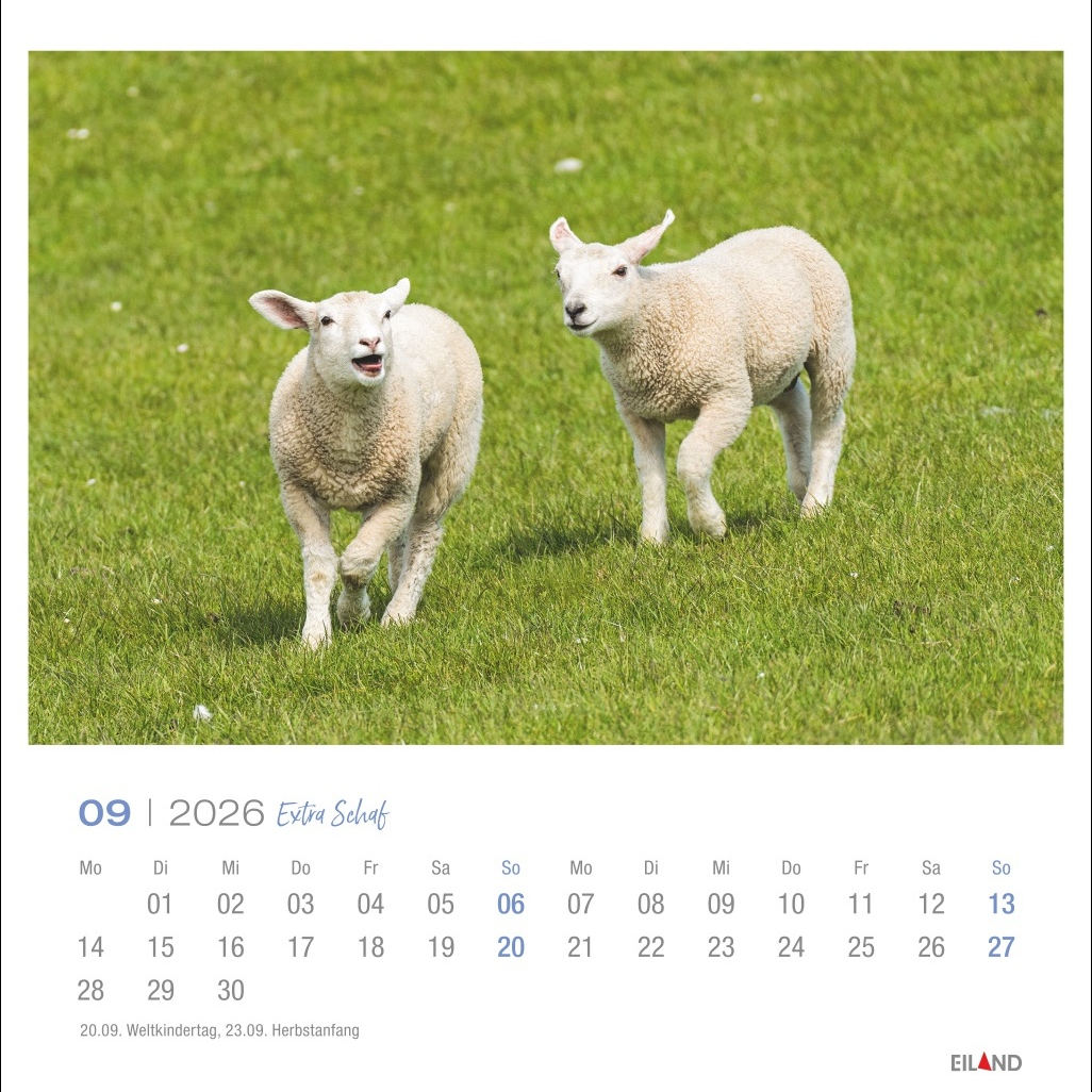 Kalender "Extra Schaf" 2026 Gallery 207