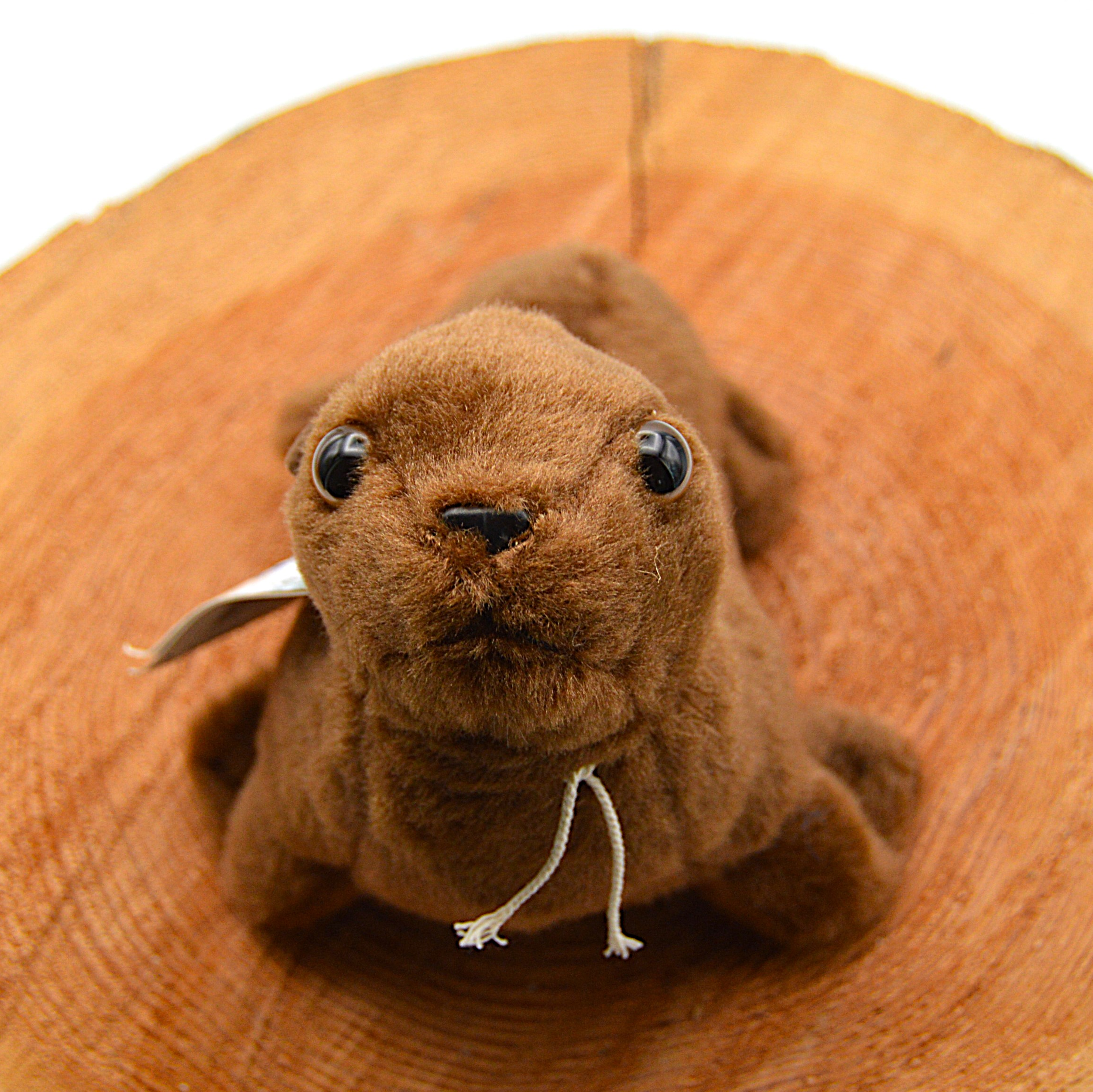 Ocean Friends "Sealion", S Gallery 219